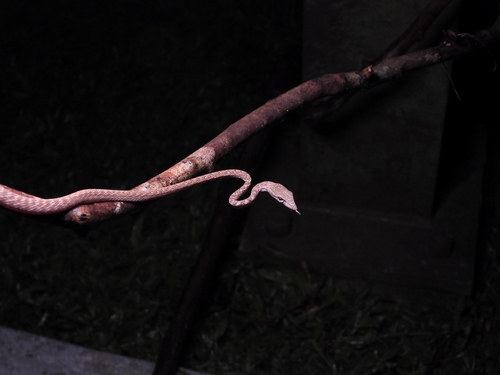 Ahaetulla fasciolata, 2026-06-15