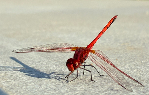 Red-veined Dropwing