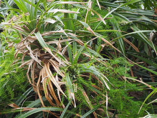 Asparagus cochinchinensis (Asparagus cochinchinensis)