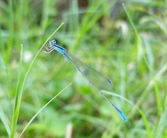 Aciagrion occidentale
