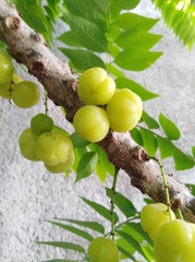 Phyllanthus acidus