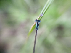 Aciagrion occidentale