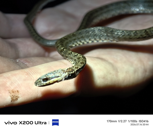 Steppe Ratsnake