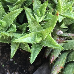 Aloe juvenna