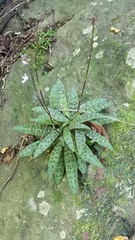 Stenoglottis fimbriata