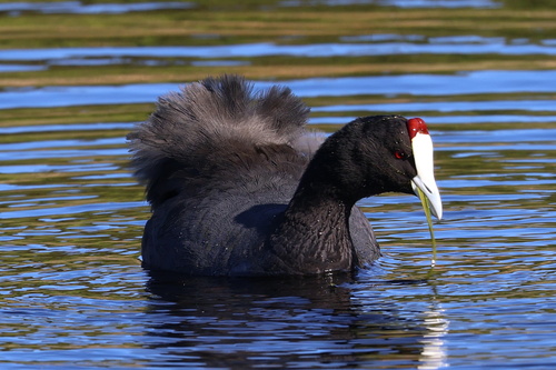 iNaturalist image