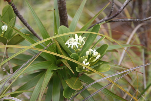 Coelospermum crassifolium observed 2026-01-27