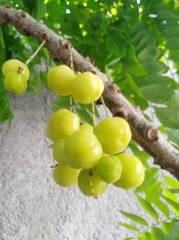 Phyllanthus acidus