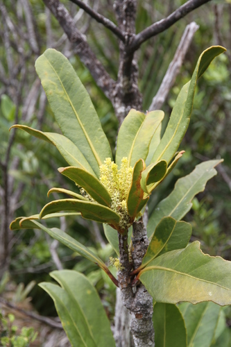 Balanops pancheri observed 2026-01-27