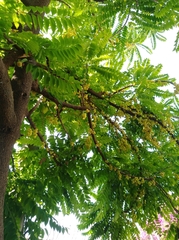 Phyllanthus acidus