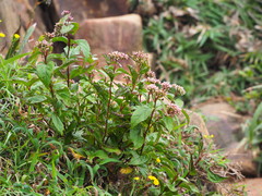 Eupatorium kiirunense