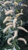 White Willow - Photo (c) saartje281, some rights reserved (CC BY-NC)