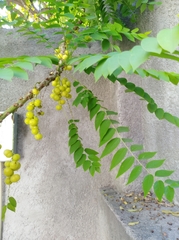 Phyllanthus acidus