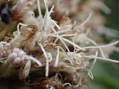 Eupatorium kiirunense