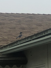 Aphelocoma californica