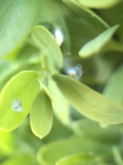 Psylla buxi
