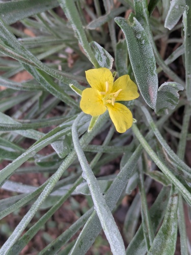 Fendler's Bladderpod