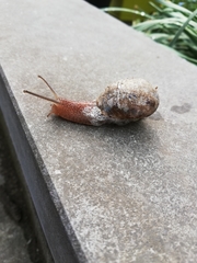 Cornu aspersum