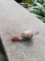 Cornu aspersum