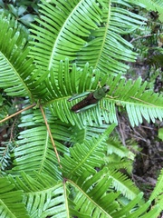 Parapodisma setouchiensis