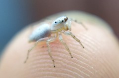 Salticinae
