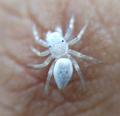 Salticinae