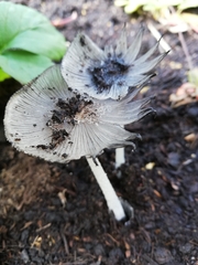 Coprinopsis