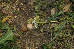 Ornithogalum refractum