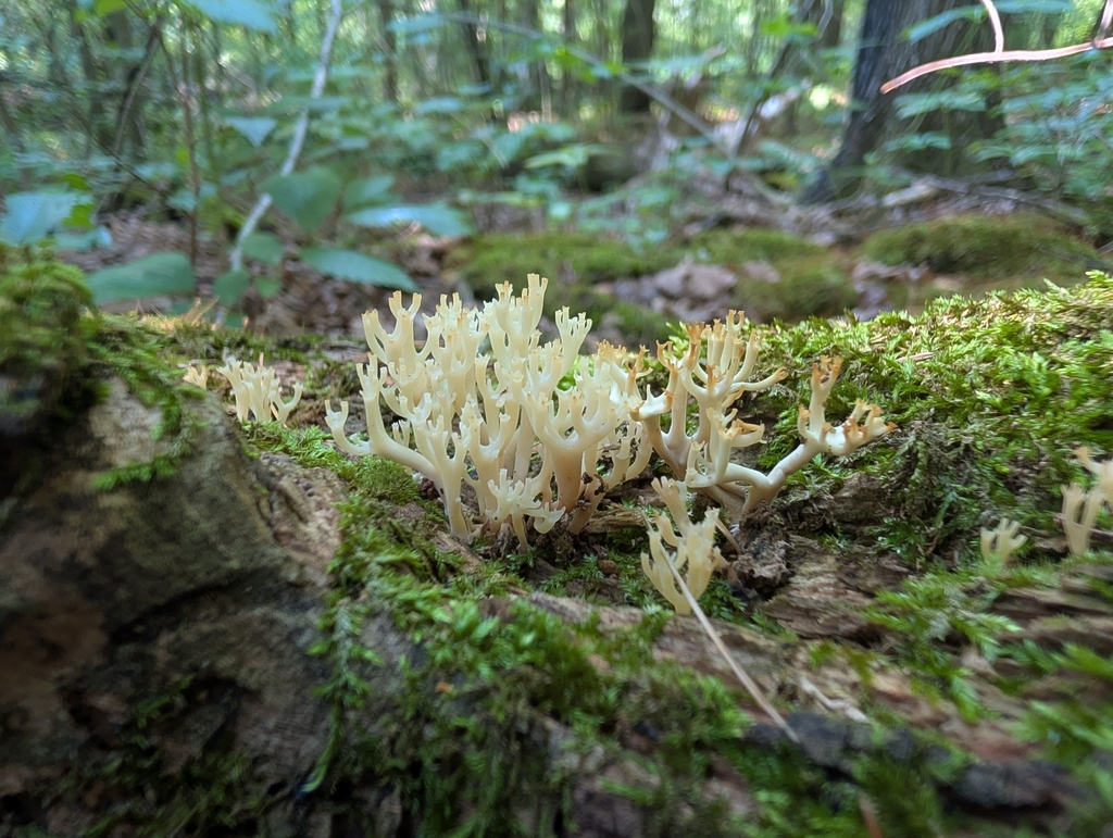 crown-tipped coral fungus · July 2026 · photo: Photo: no rights reserved · iNaturalist