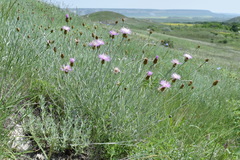 Psephellus trinervius