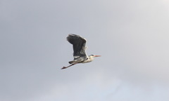 Ardea cinerea