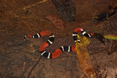 Micrurus surinamensis