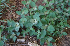 Chenopodium album