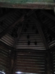 Hipposideros armiger terasensis