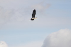 Ardea cinerea