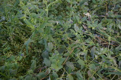 Asperugo procumbens