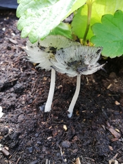 Coprinopsis
