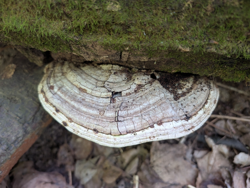 Ganoderma megaloma · July 2026 · photo: Photo: no rights reserved · iNaturalist