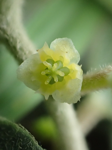 Nephroia orbiculata