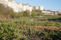 Dianthus marschallii