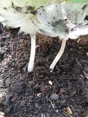 Coprinopsis