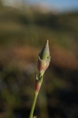 Dianthus marschallii