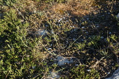 Dianthus marschallii