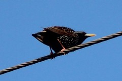 Sturnus vulgaris