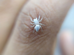 Salticinae