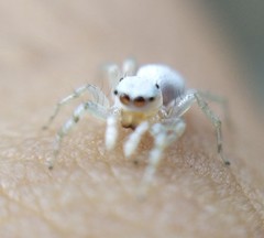 Salticinae