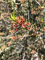 Tetracoccus dioicus