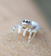 Salticinae