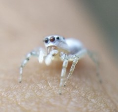 Salticinae