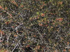 Tetracoccus dioicus